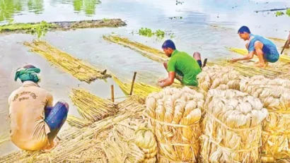 পাটের ন্যায্যমূল্যে কৃষকের মুখে হাসি