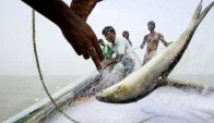 সারা দেশে ২২ দিন ইলিশ ধরা নিষেধ