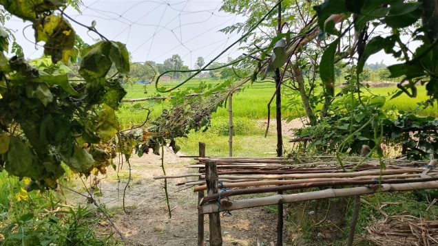 সাপাহারে কৃষকের সবজি ক্ষেত কেটে দিল দুর্বৃত্তরা